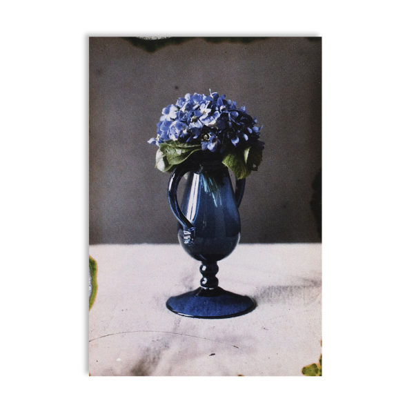 1, 2, 3 COULEUR... Bouquet de violettes, 1910
