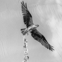 Série Corps de brume (Balbuzard), Guyane - Sylvie Bonnot, 2024